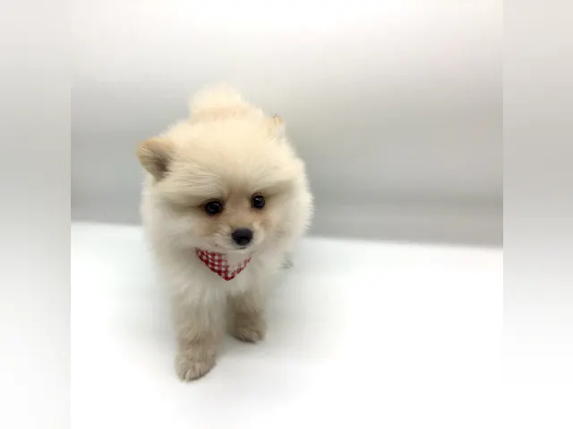 埼玉県のポメラニアン (ペッツワン鶴ヶ島店/2025年8月4日生まれ/女の子/クリーム)の子犬