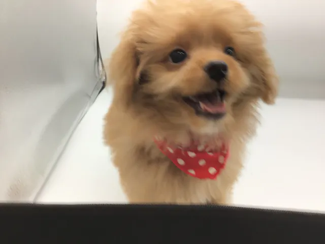 埼玉県のハーフ犬・ミックス犬 (ペッツワン鶴ヶ島店/2025年6月22日生まれ/男の子/レッド)の子犬