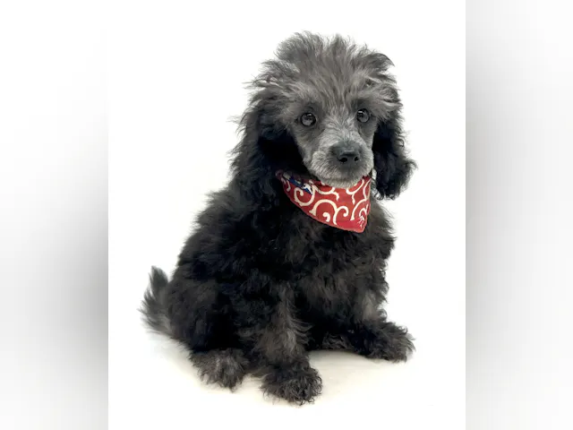 埼玉県のトイプードル(トイ) (ペッツワン行田店/2025年6月21日生まれ/男の子/シルバー)の子犬