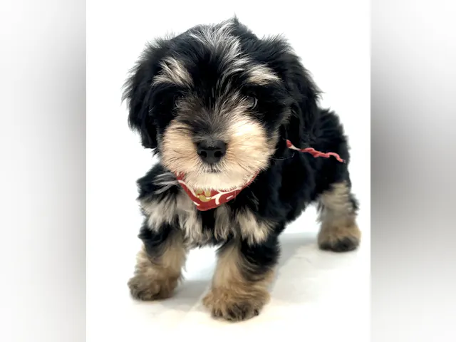 埼玉県のハーフ犬・ミックス犬 (ペッツワン行田店/2025年8月1日生まれ/男の子/ブラックタン)の子犬