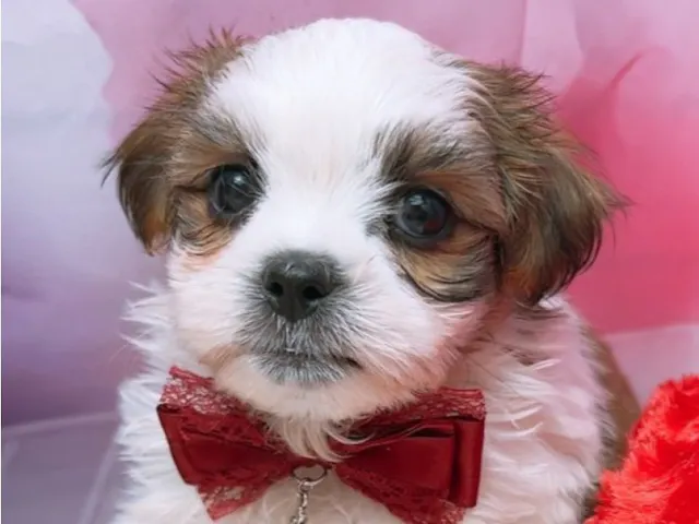 沖縄県のハーフ犬・ミックス犬 (ペッツワンFCサンプラザ糸満店/2025年7月17日生まれ/男の子/ホワイトゴールド)の子犬