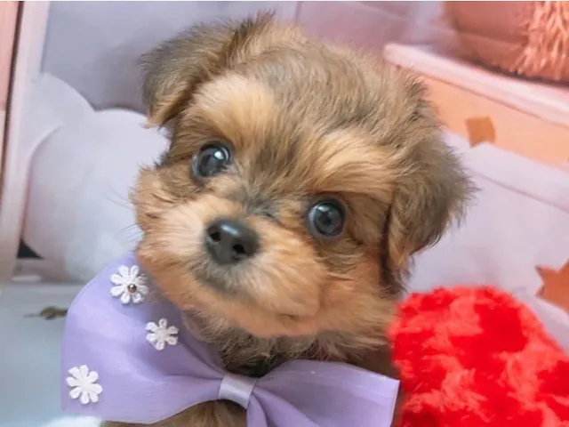 沖縄県のハーフ犬・ミックス犬 (ペッツワンFCサンプラザ糸満店/2025年6月15日生まれ/男の子/フォーン)の子犬
