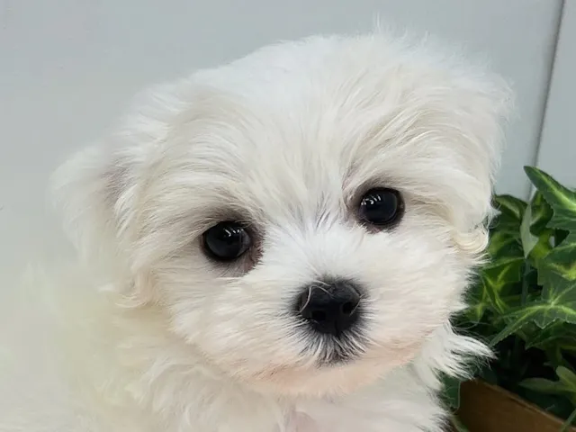 愛知県のマルチーズ (ペッツワン小牧店/2025年5月24日生まれ/男の子/ホワイト)の子犬
