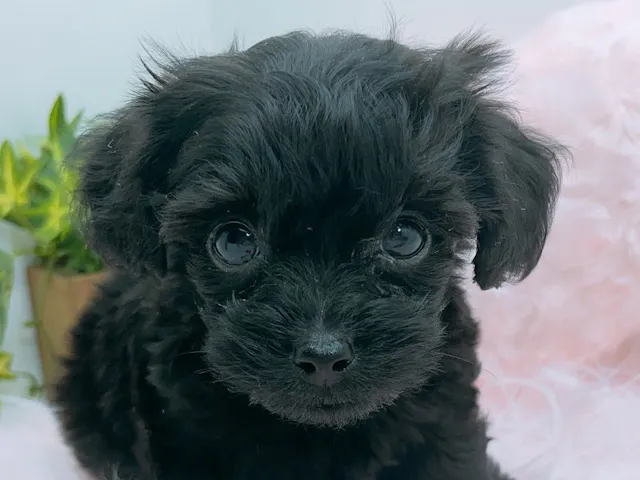 愛知県のハーフ犬・ミックス犬 (ペッツワン小牧店/2025年7月26日生まれ/男の子/ブラック)の子犬