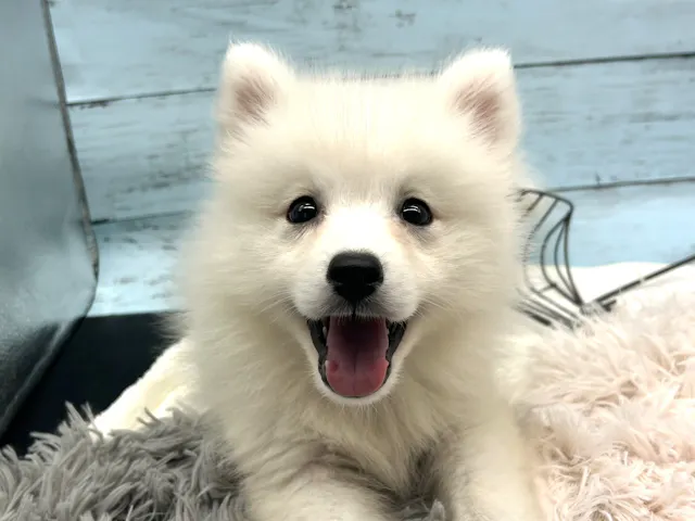 静岡県の日本スピッツ (ペッツワン藤枝店/2025年8月2日生まれ/男の子/ホワイト)の子犬