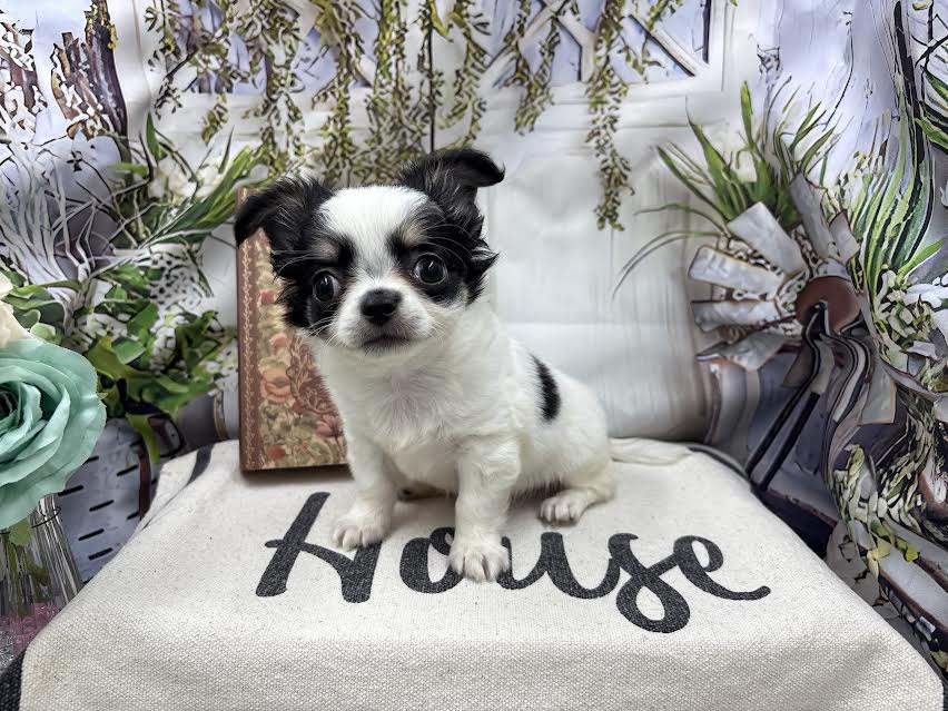 群馬県のチワワ(ロング) (ペッツワン前橋小島田店/2025年8月2日生まれ/男の子/ホワイトブラックタン)の子犬