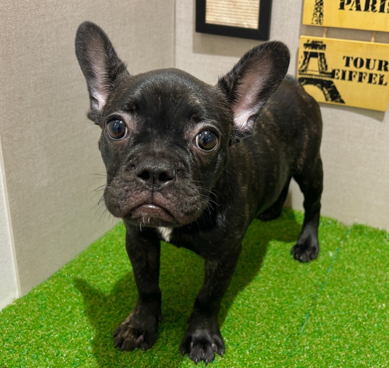 茨城県のフレンチブルドッグ (ペッツワン水戸店/2025年6月2日生まれ/女の子/ブリンドルホワイト)の子犬の2枚目の画像