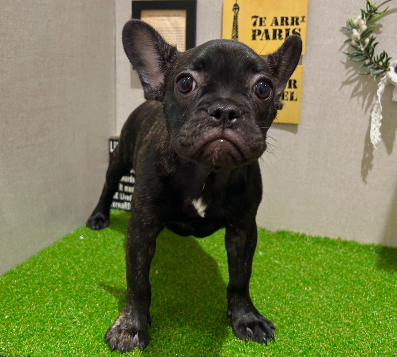 茨城県のフレンチブルドッグ (ペッツワン水戸店/2025年6月2日生まれ/女の子/ブリンドルホワイト)の子犬の1枚目の画像