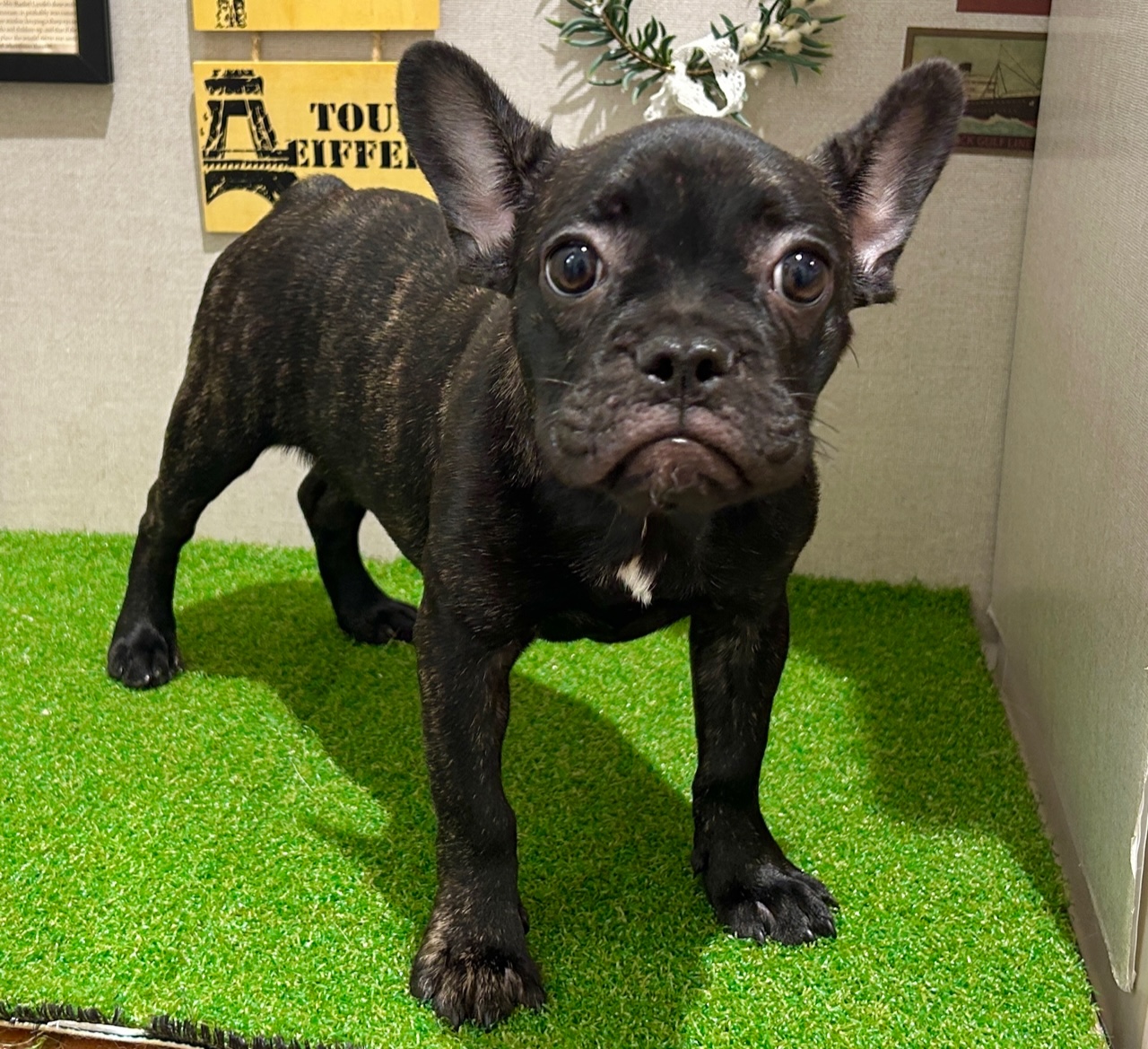 茨城県のフレンチブルドッグ (ペッツワン水戸店/2025年6月2日生まれ/女の子/ブリンドルホワイト)の子犬の3枚目の画像