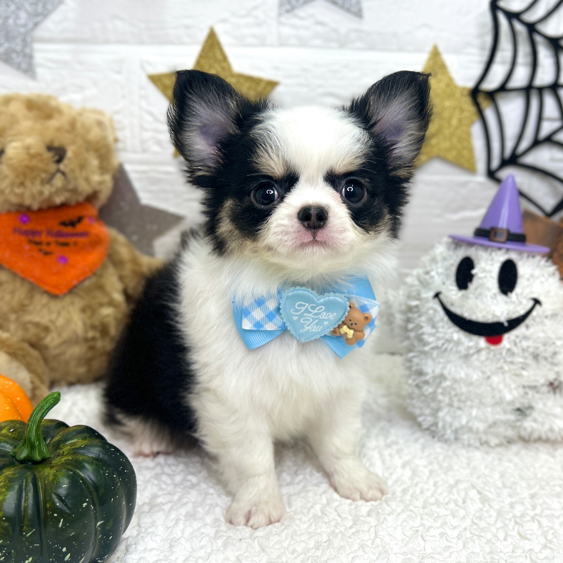 大阪府のチワワ(ロング) (ペッツワン東大阪店/2025年8月4日生まれ/男の子/ブラックタンホワイト)の子犬の1枚目の画像