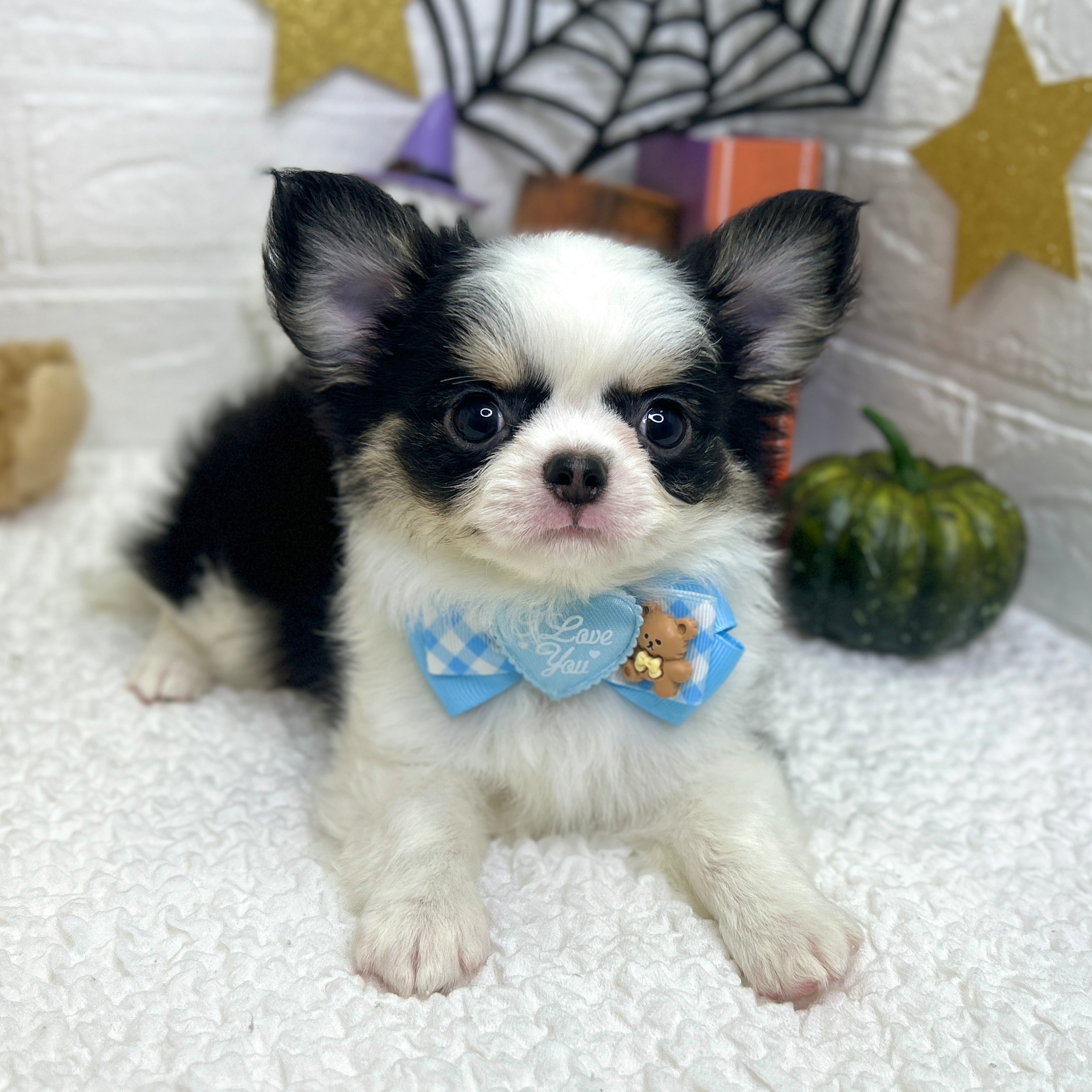 大阪府のチワワ(ロング) (ペッツワン東大阪店/2025年8月4日生まれ/男の子/ブラックタンホワイト)の子犬の3枚目の画像