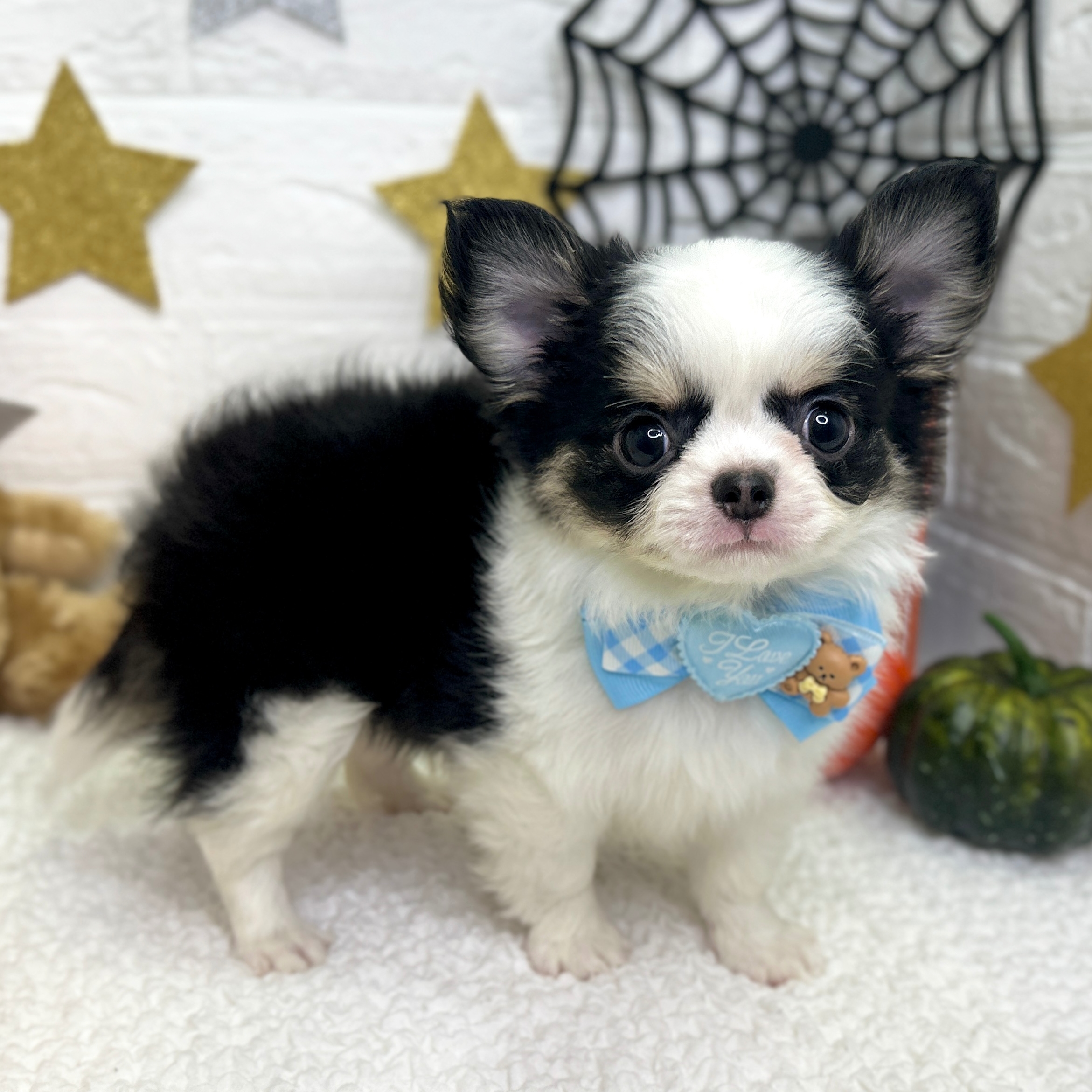 大阪府のチワワ(ロング) (ペッツワン東大阪店/2025年8月4日生まれ/男の子/ブラックタンホワイト)の子犬の2枚目の画像