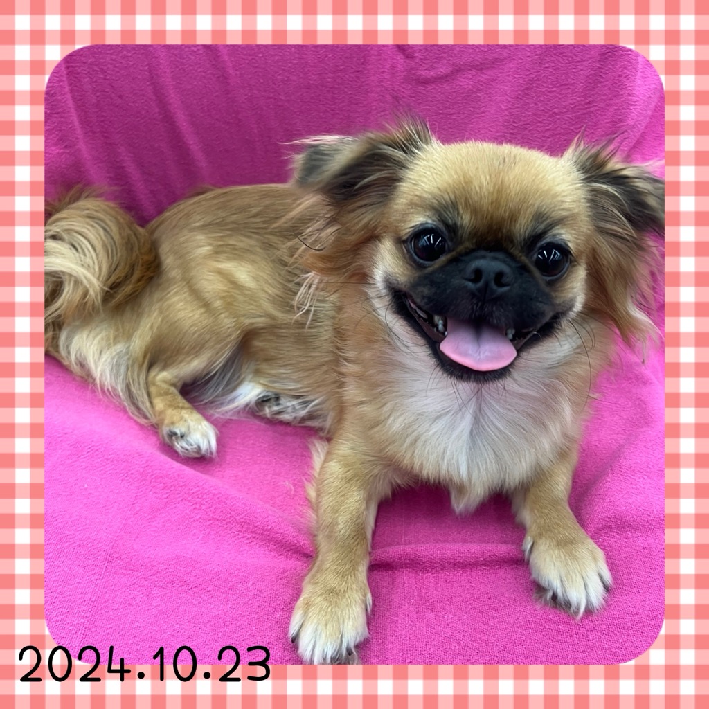 イヌ - りんかんモール店 | ペッツワン