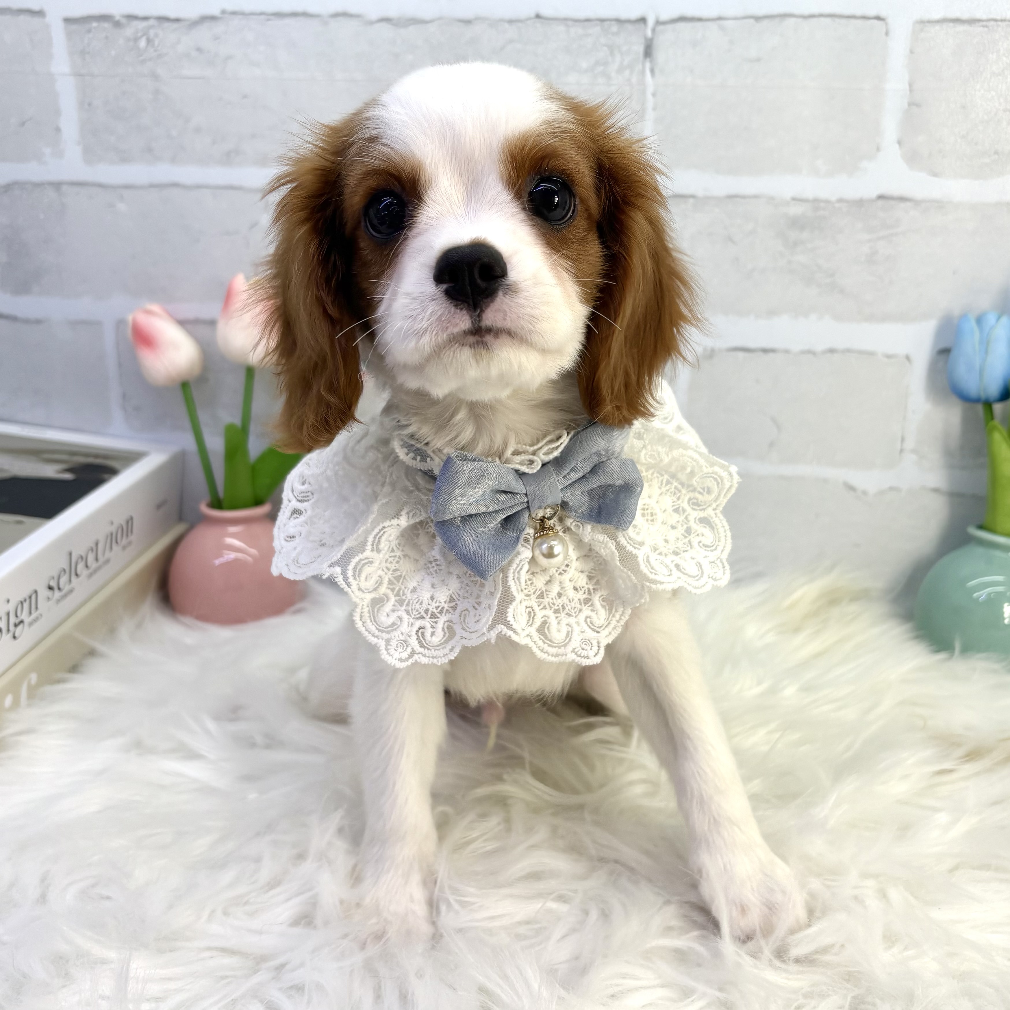 大阪府のキャバリアキングチャールズスパニエル (ペッツワン高槻店/2025年7月31日生まれ/男の子/ブレンハイム)の子犬の1枚目の画像