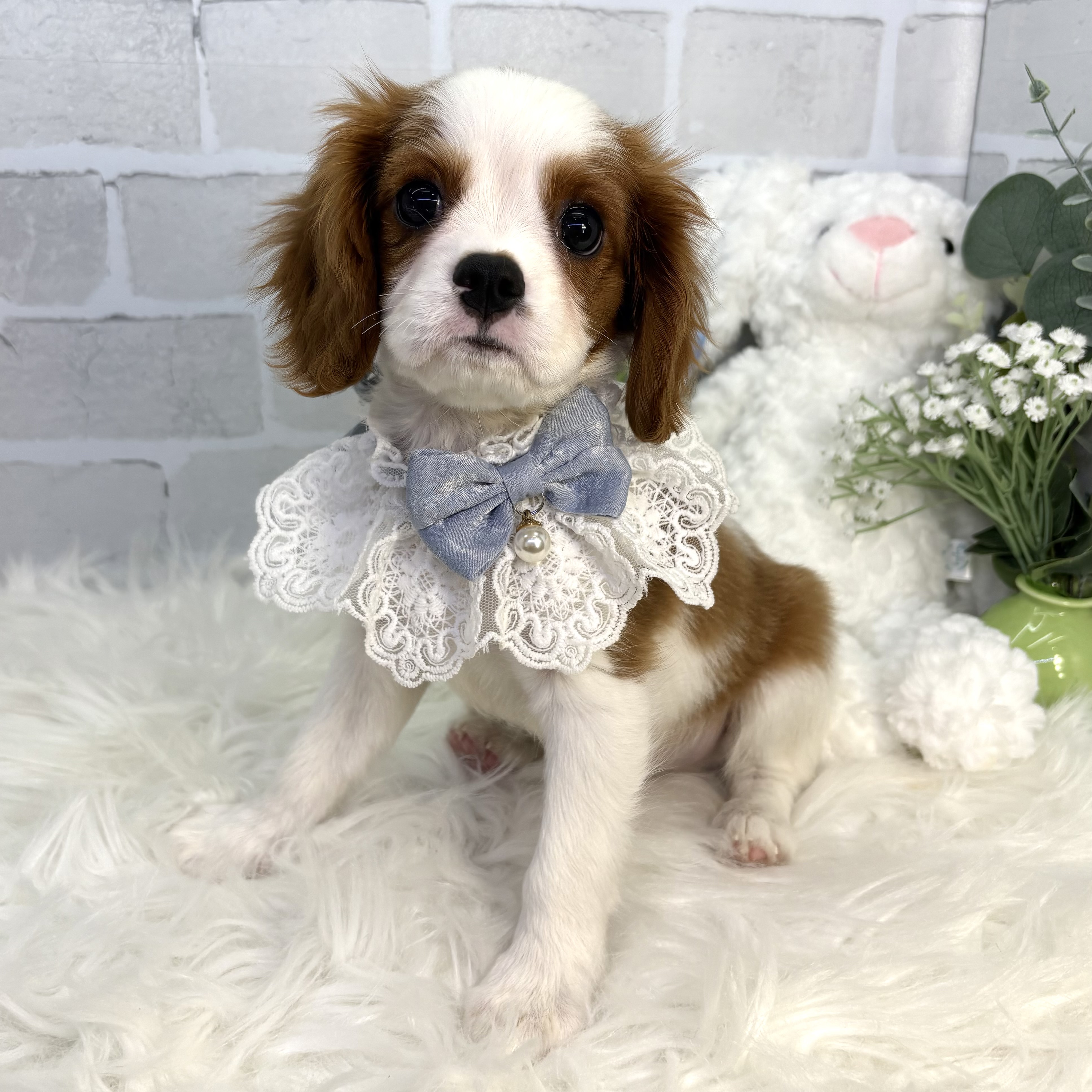 大阪府のキャバリアキングチャールズスパニエル (ペッツワン高槻店/2025年7月31日生まれ/男の子/ブレンハイム)の子犬の2枚目の画像