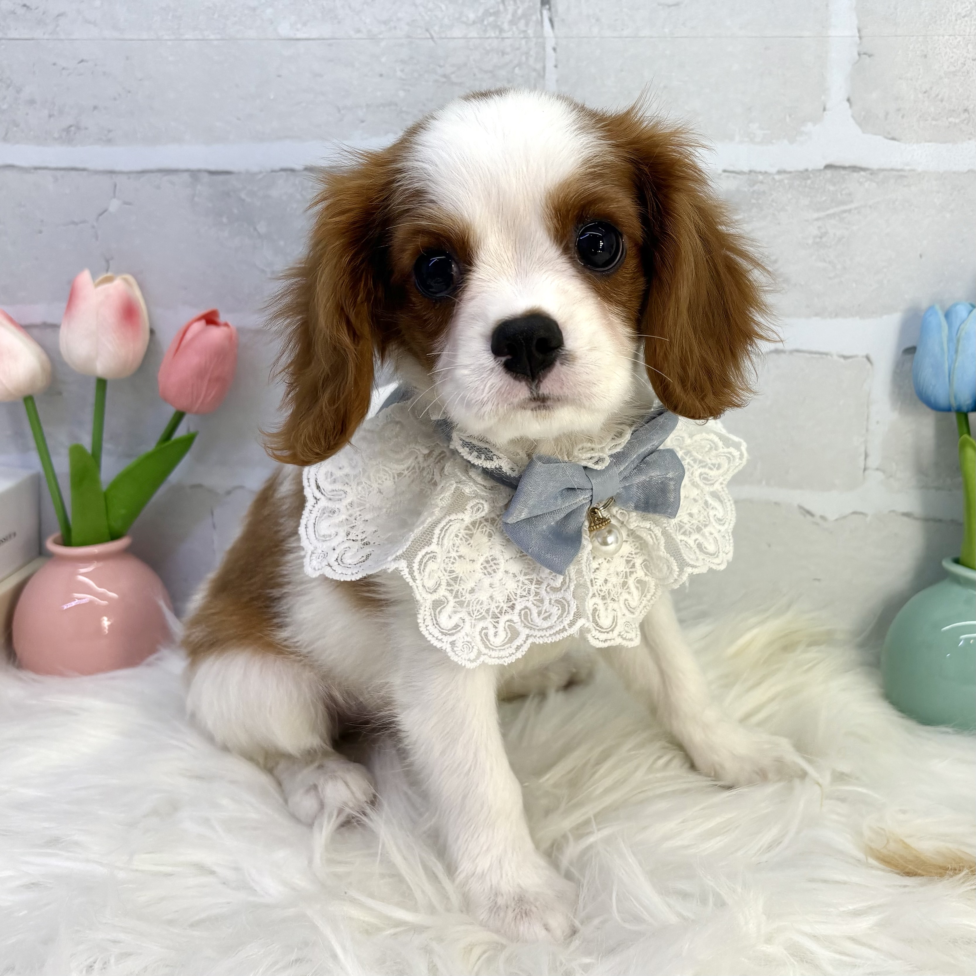 大阪府のキャバリアキングチャールズスパニエル (ペッツワン高槻店/2025年7月31日生まれ/男の子/ブレンハイム)の子犬の3枚目の画像