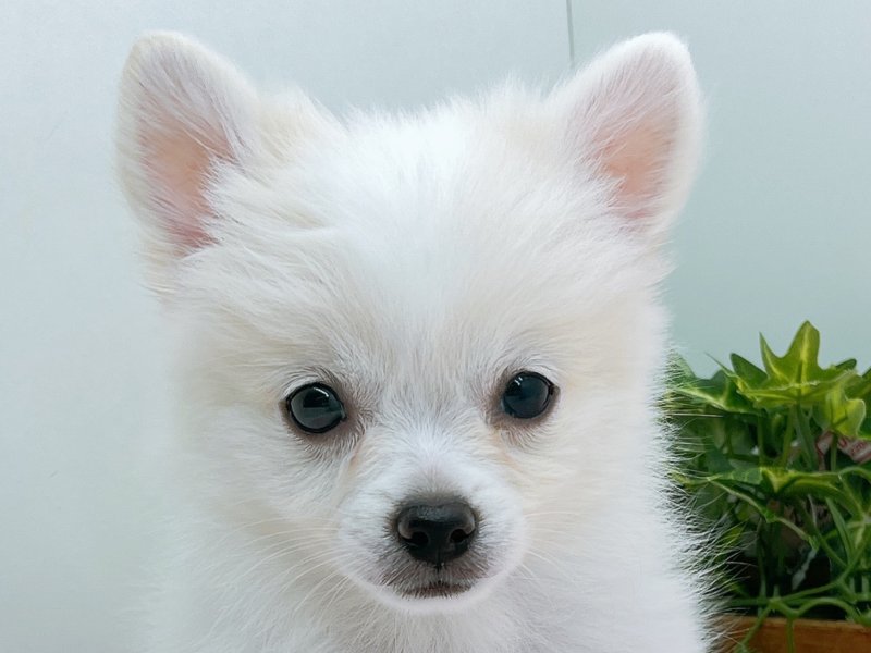 愛知県のハーフ犬・ミックス犬 (ペッツワン小牧店/2025年8月10日生まれ/男の子/クリーム)の子犬