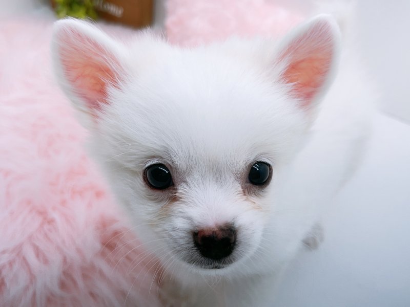 愛知県のハーフ犬・ミックス犬 (ペッツワン小牧店/2025年8月10日生まれ/男の子/クリーム)の子犬