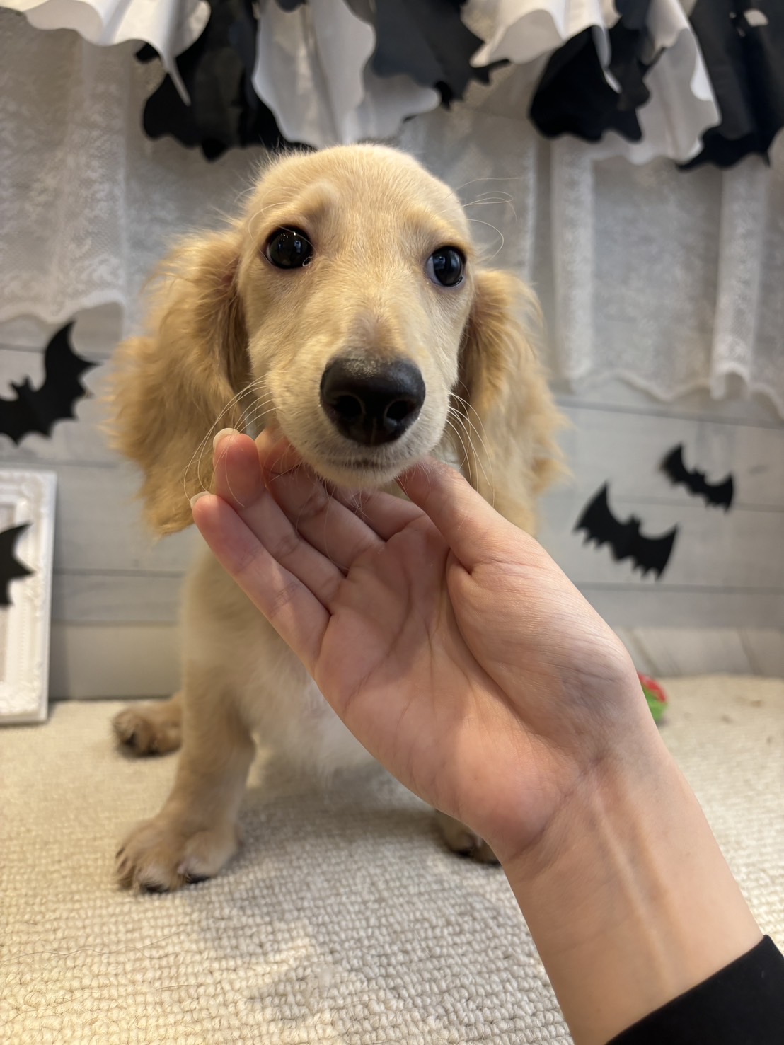 茨城県のミニチュアダックスフンド(ロング) (ペッツワン石岡玉里店/2025年6月8日生まれ/男の子/イエロー)の子犬の1枚目の画像