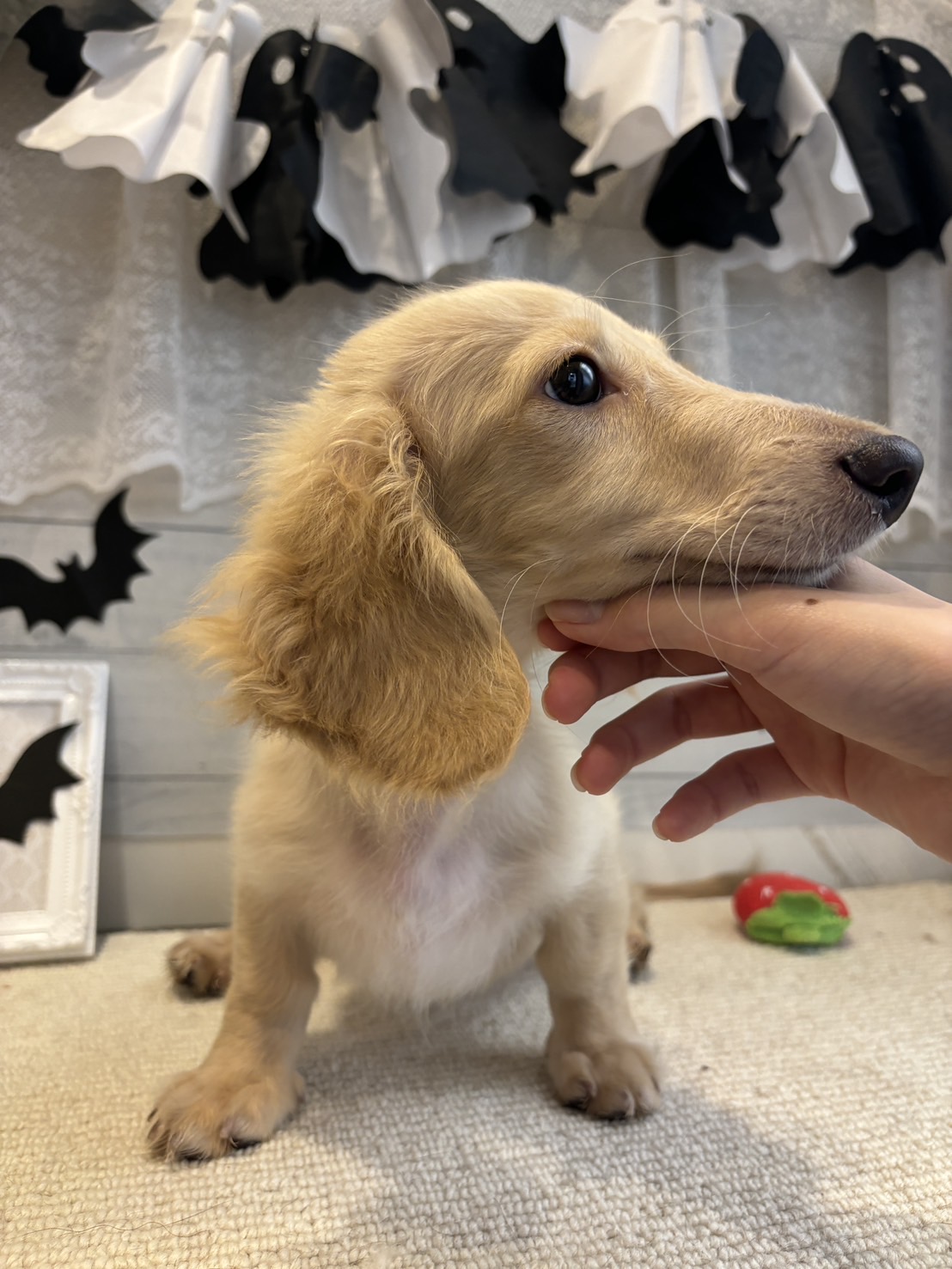 茨城県のミニチュアダックスフンド(ロング) (ペッツワン石岡玉里店/2025年6月8日生まれ/男の子/イエロー)の子犬の2枚目の画像