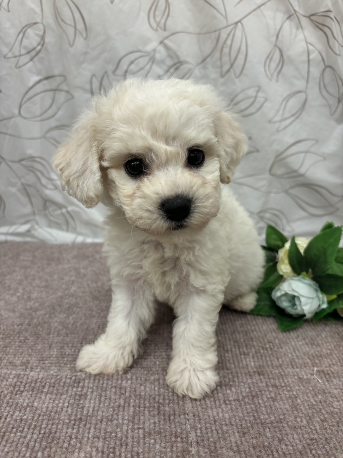 茨城県のビションフリーゼ (ペッツワン石岡玉里店/2025年8月10日生まれ/女の子/ホワイト)の子犬