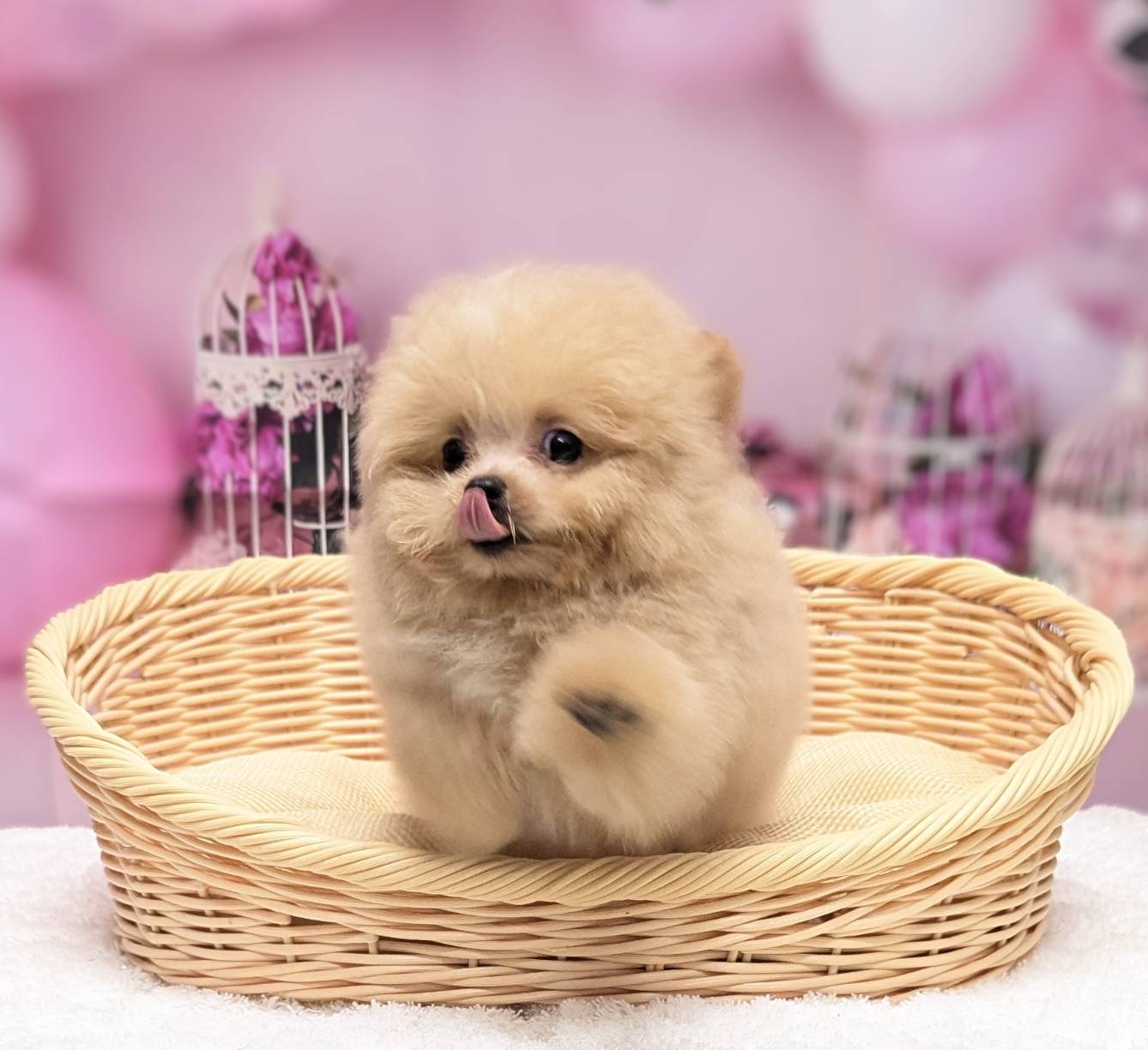 岡山県のハーフ犬・ミックス犬 (ペッツワンFC津山店/2025年6月30日生まれ/男の子/アプリコット)の子犬