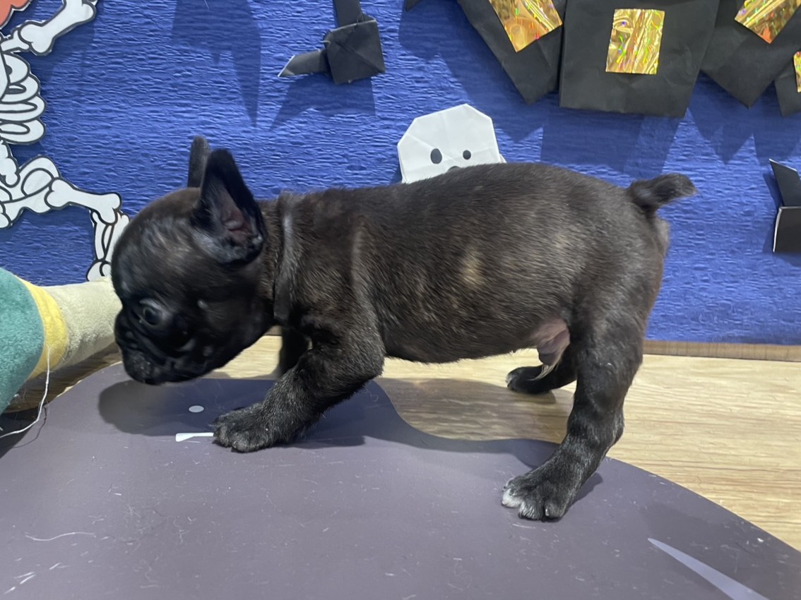 福島県のフレンチブルドッグ (ペッツワン会津若松店/2025年8月9日生まれ/男の子/ブリンドルホワイト)の子犬の3枚目の画像