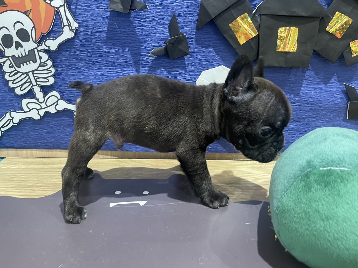 福島県のフレンチブルドッグ (ペッツワン会津若松店/2025年8月9日生まれ/男の子/ブリンドルホワイト)の子犬の2枚目の画像