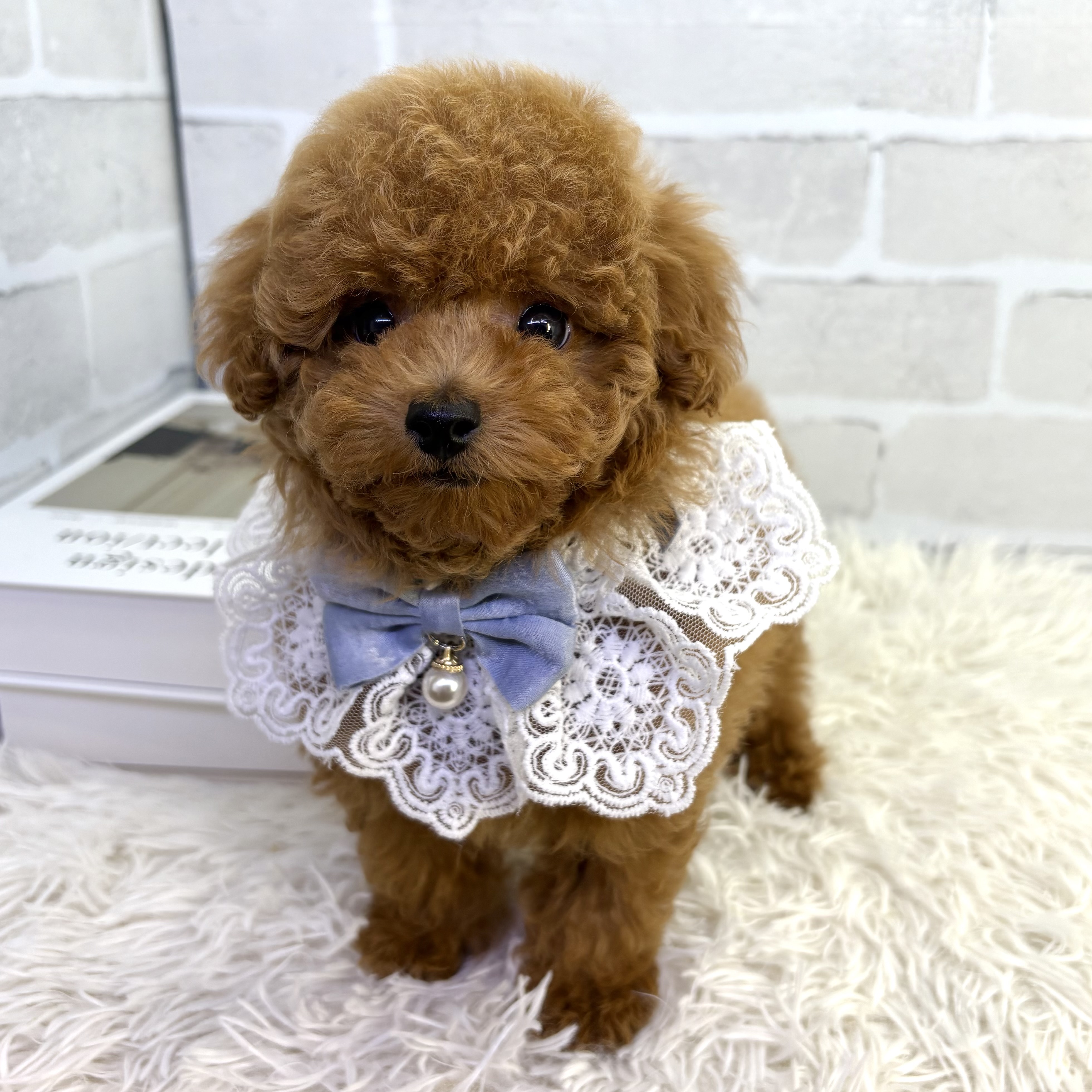 大阪府のトイプードル(トイ) (ペッツワン高槻店/2025年7月30日生まれ/男の子/レッドフォーン)の子犬の2枚目の画像