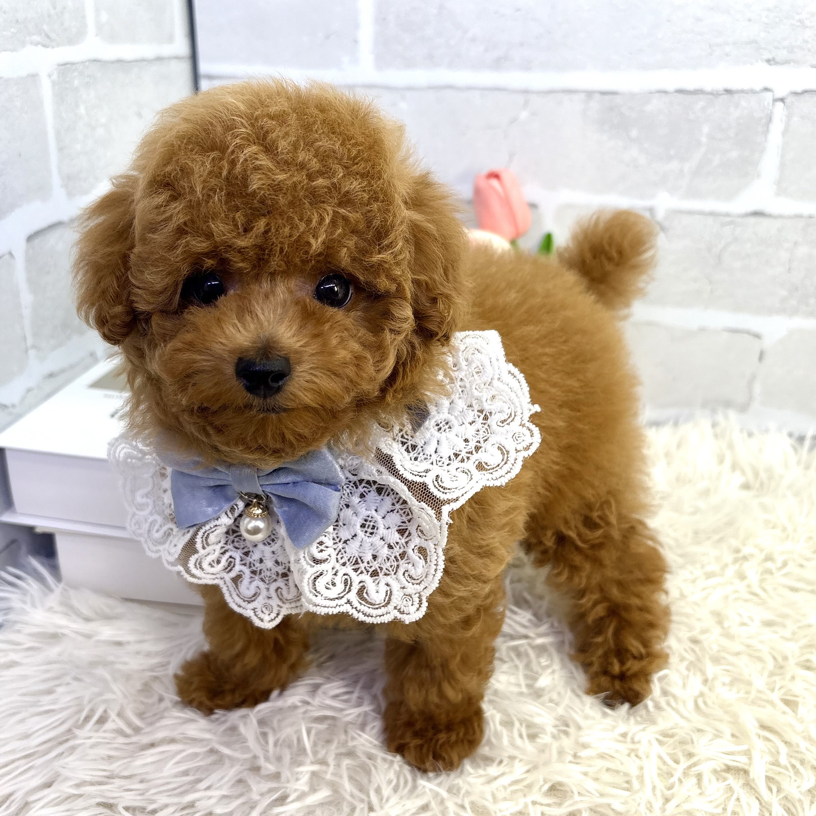 大阪府のトイプードル(トイ) (ペッツワン高槻店/2025年7月30日生まれ/男の子/レッドフォーン)の子犬の3枚目の画像