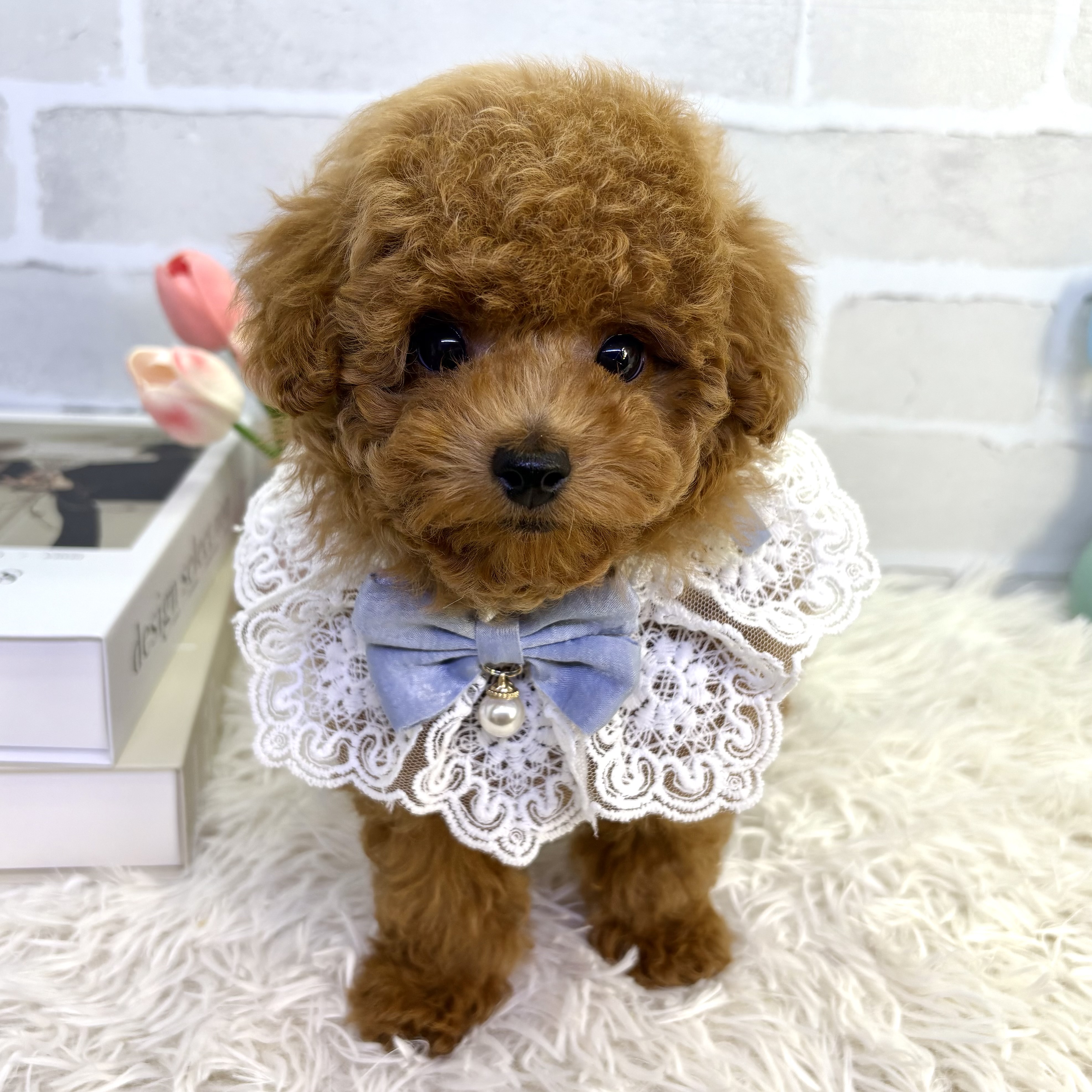 大阪府のトイプードル(トイ) (ペッツワン高槻店/2025年7月30日生まれ/男の子/レッドフォーン)の子犬の1枚目の画像