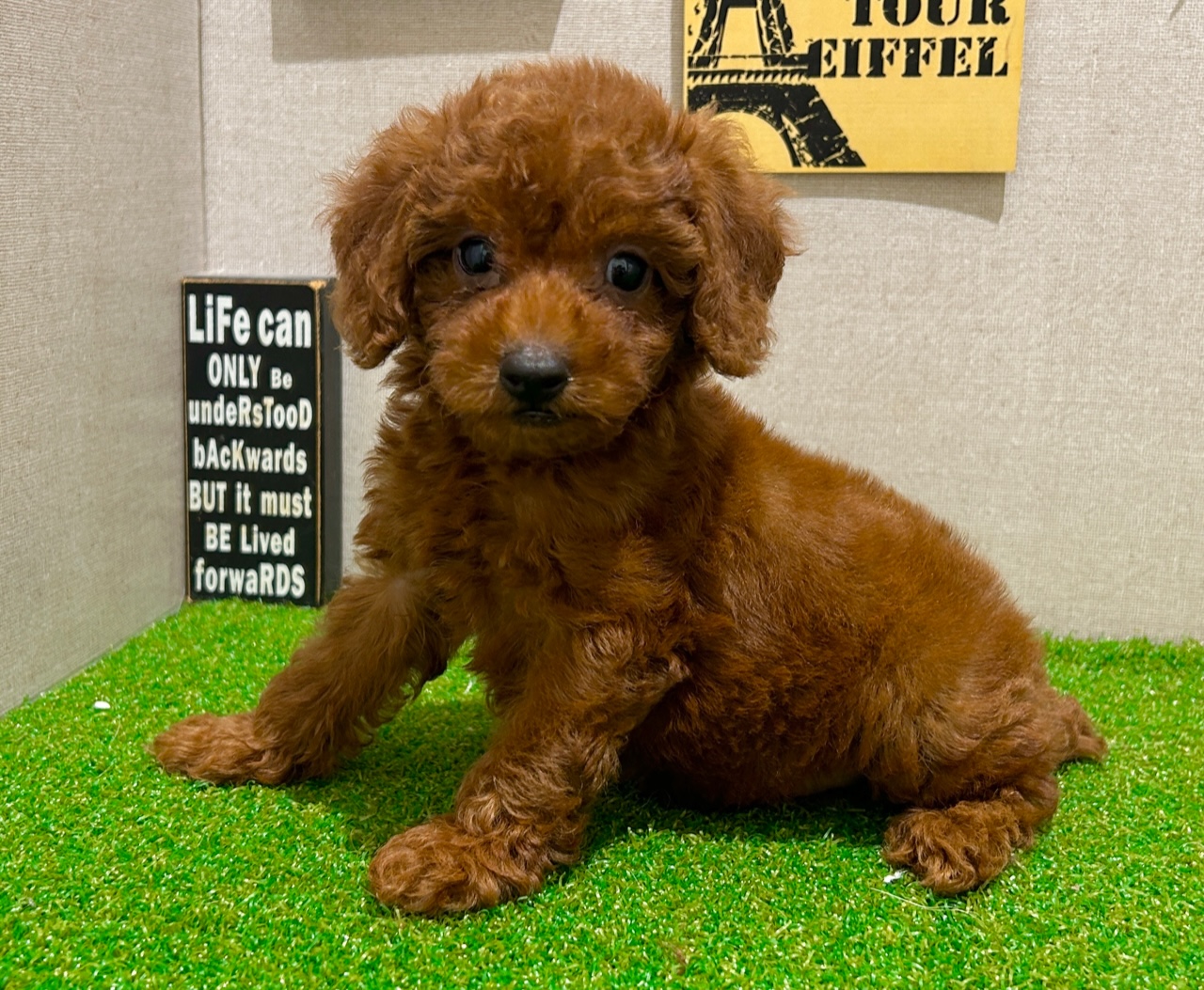 茨城県のトイプードル(トイ) (ペッツワン水戸店/2025年8月10日生まれ/男の子/レッド)の子犬の1枚目の画像