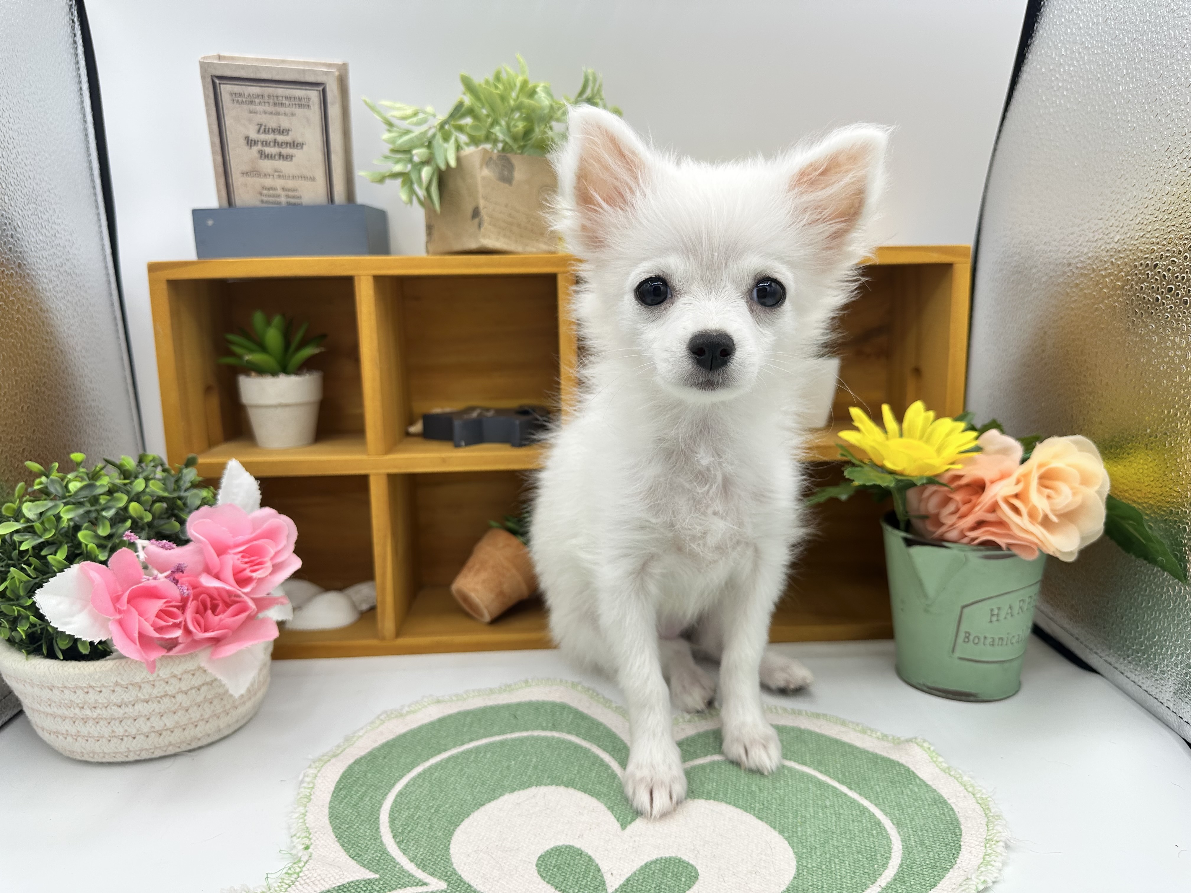 静岡県のハーフ犬・ミックス犬 (ペッツワン清水店/2025年6月22日生まれ/女の子/ホワイト)の子犬の1枚目の画像