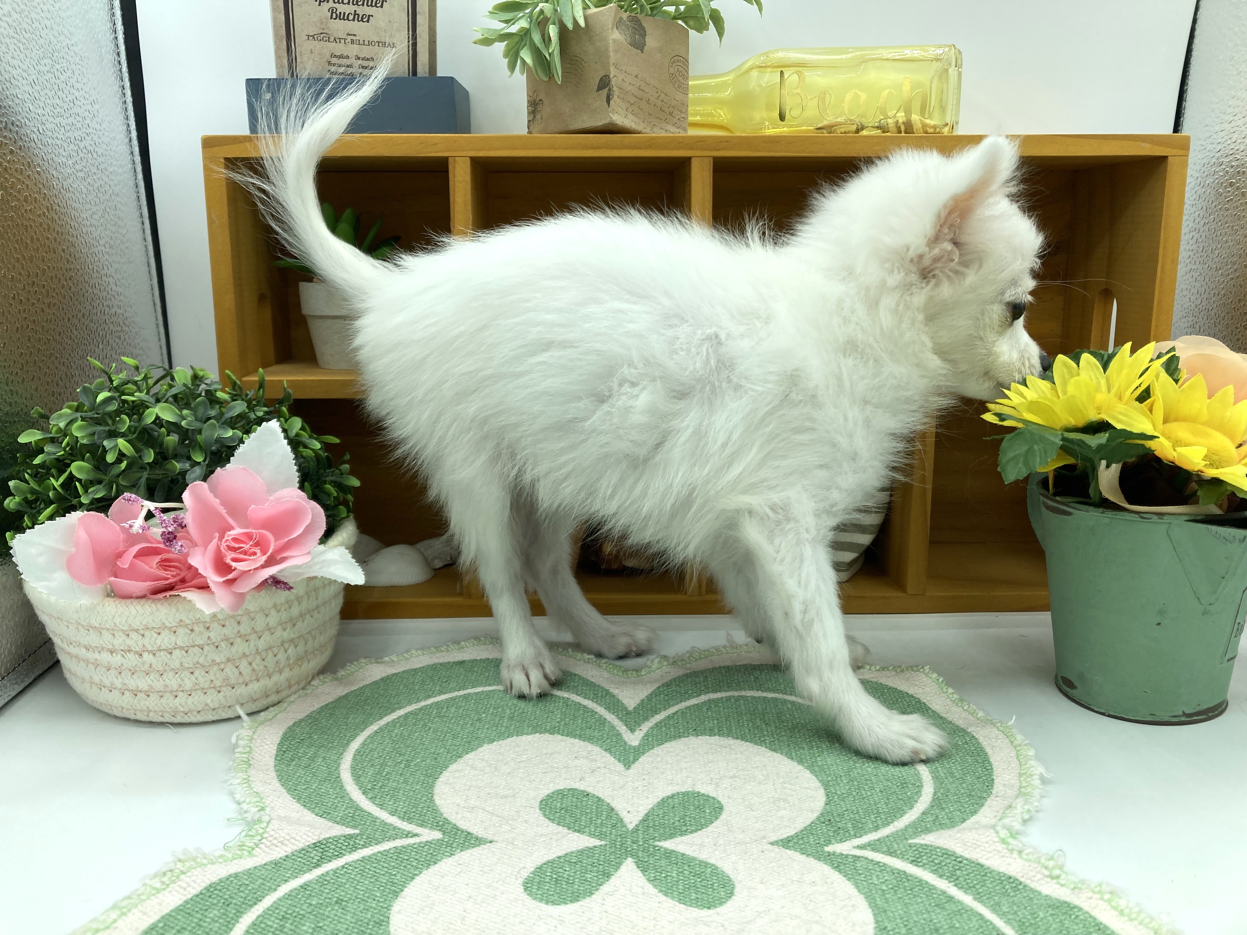 静岡県のハーフ犬・ミックス犬 (ペッツワン清水店/2025年6月22日生まれ/女の子/ホワイト)の子犬の2枚目の画像