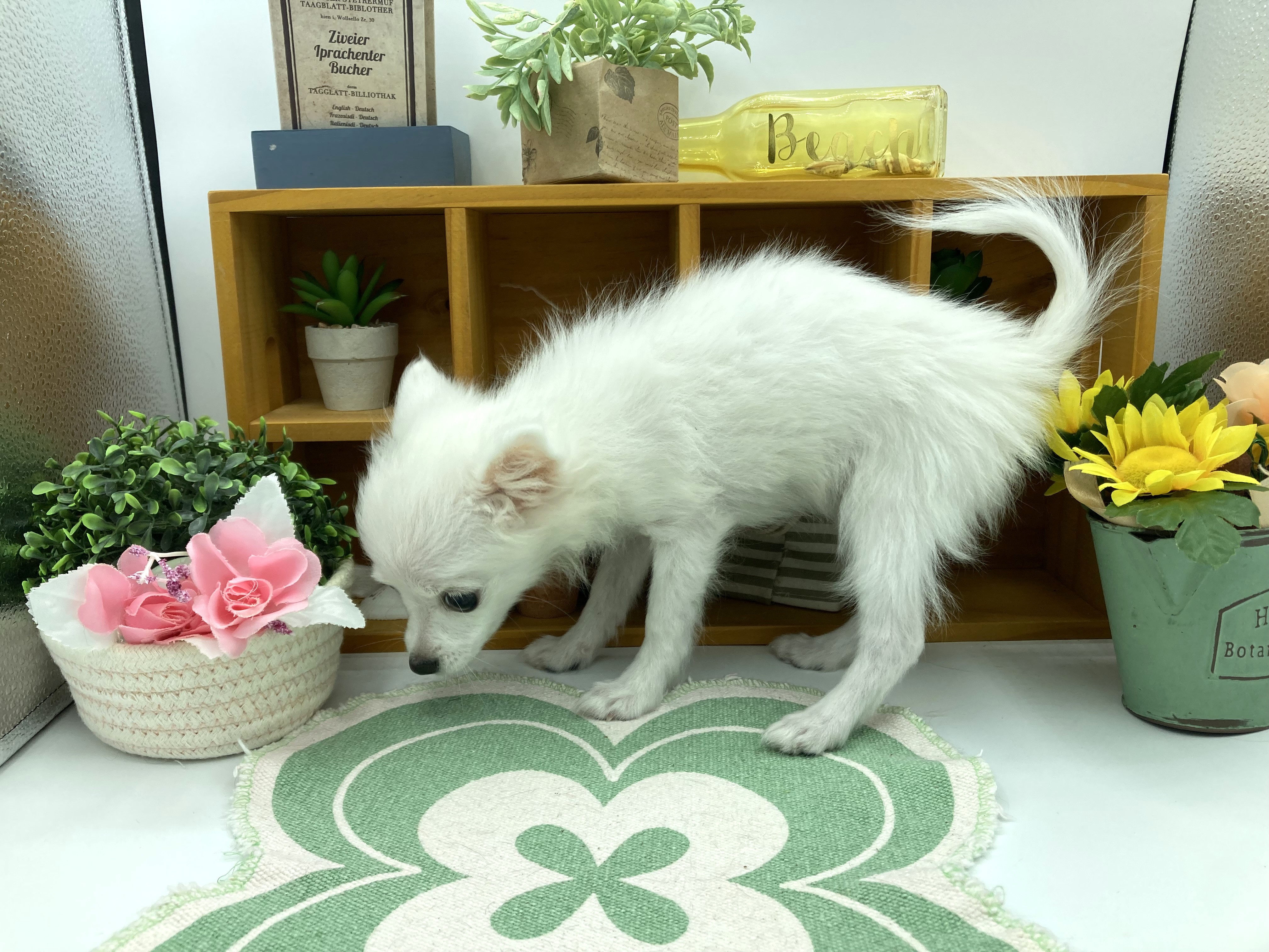 静岡県のハーフ犬・ミックス犬 (ペッツワン清水店/2025年6月22日生まれ/女の子/ホワイト)の子犬の3枚目の画像