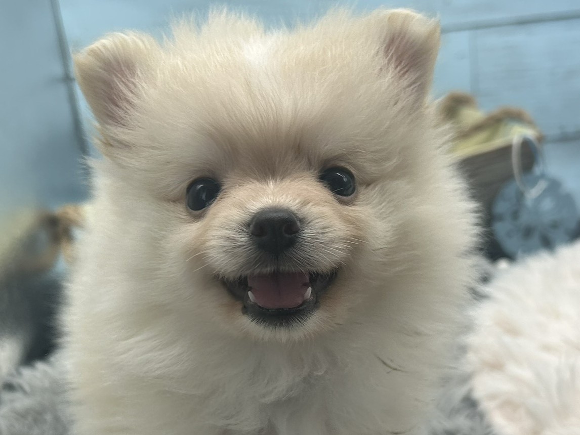 静岡県のポメラニアン (ペッツワン藤枝店/2025年8月4日生まれ/男の子/ホワイトクリーム)の子犬の1枚目の画像