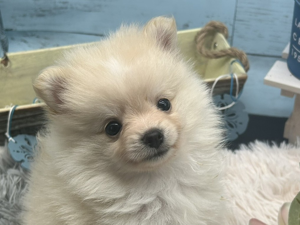 静岡県のポメラニアン (ペッツワン藤枝店/2025年8月4日生まれ/男の子/ホワイトクリーム)の子犬の2枚目の画像