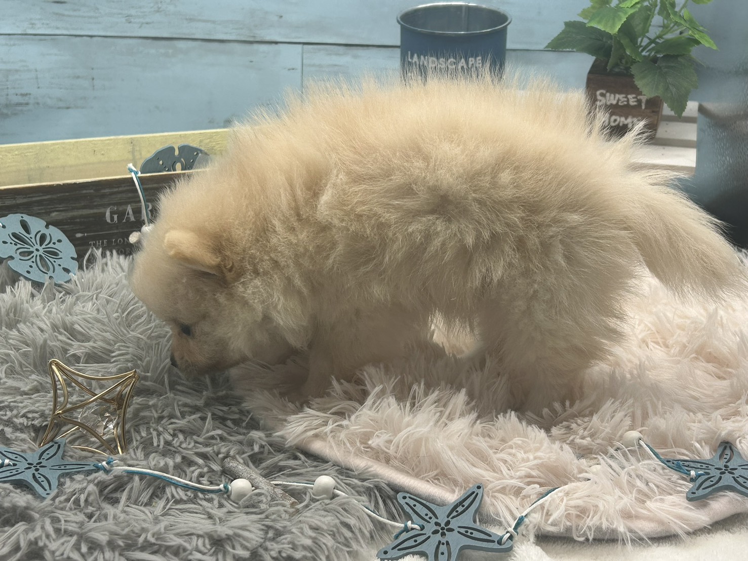 静岡県のポメラニアン (ペッツワン藤枝店/2025年8月4日生まれ/男の子/ホワイトクリーム)の子犬の3枚目の画像