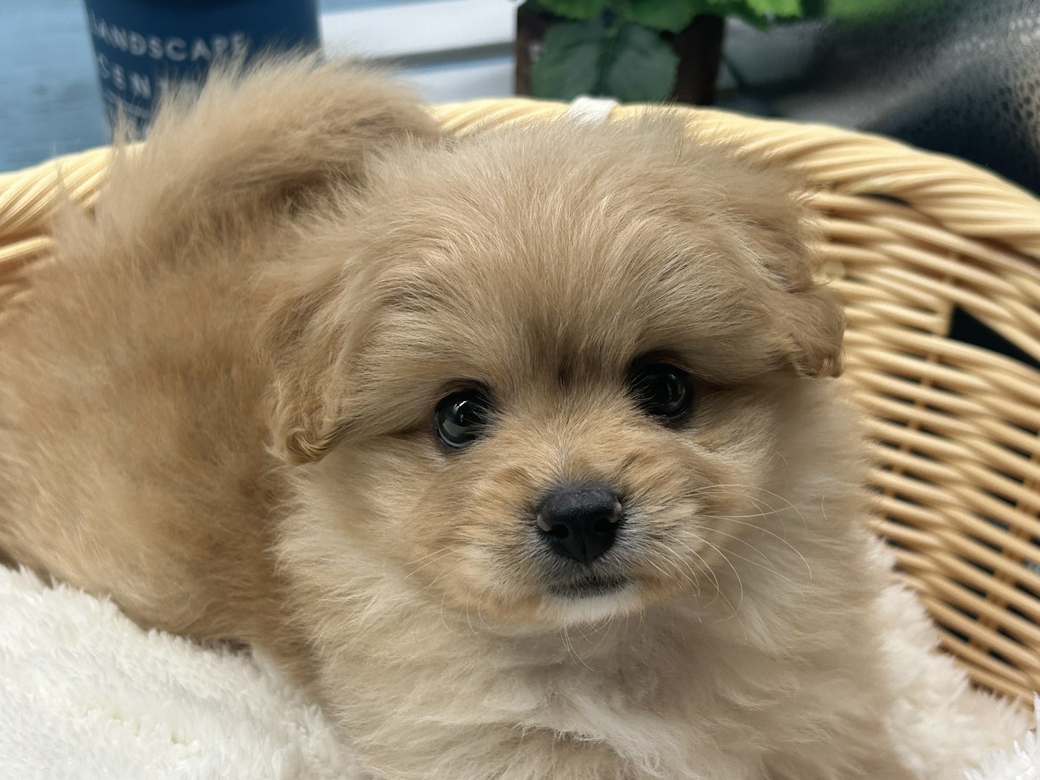 静岡県のハーフ犬・ミックス犬 (ペッツワン藤枝店/2025年8月8日生まれ/女の子/クリーム)の子犬の1枚目の画像