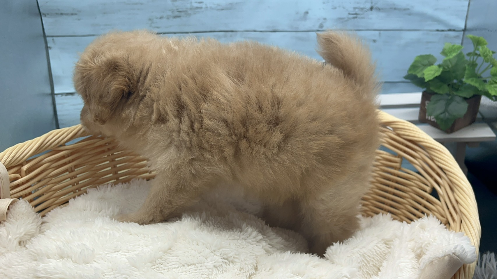 静岡県のハーフ犬・ミックス犬 (ペッツワン藤枝店/2025年8月8日生まれ/女の子/クリーム)の子犬の3枚目の画像