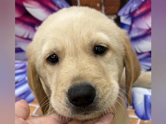 千葉県のハーフ犬・ミックス犬 (ペッツワン佐倉店/2025年8月9日生まれ/男の子/クリーム)の子犬