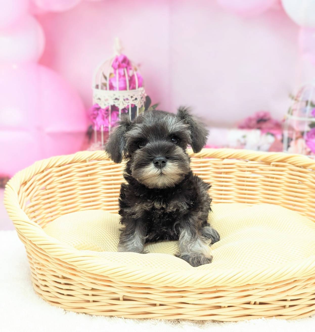 岡山県のミニチュアシュナウザー (ペッツワンFC津山店/2025年8月13日生まれ/女の子/ソルトペッパー)の子犬