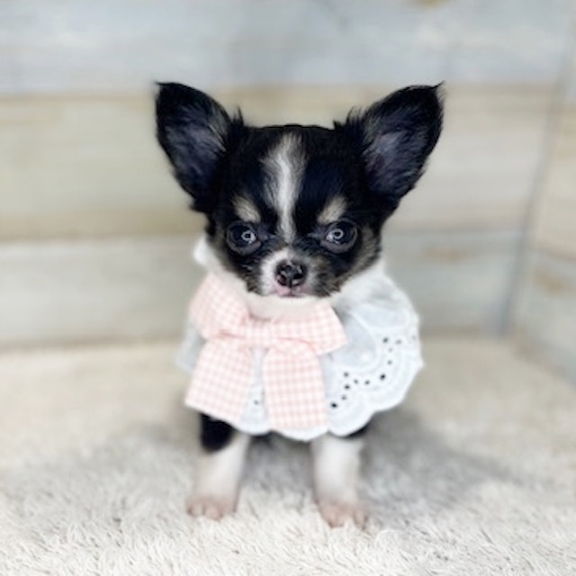 イヌ - 交野店 | ペッツワン