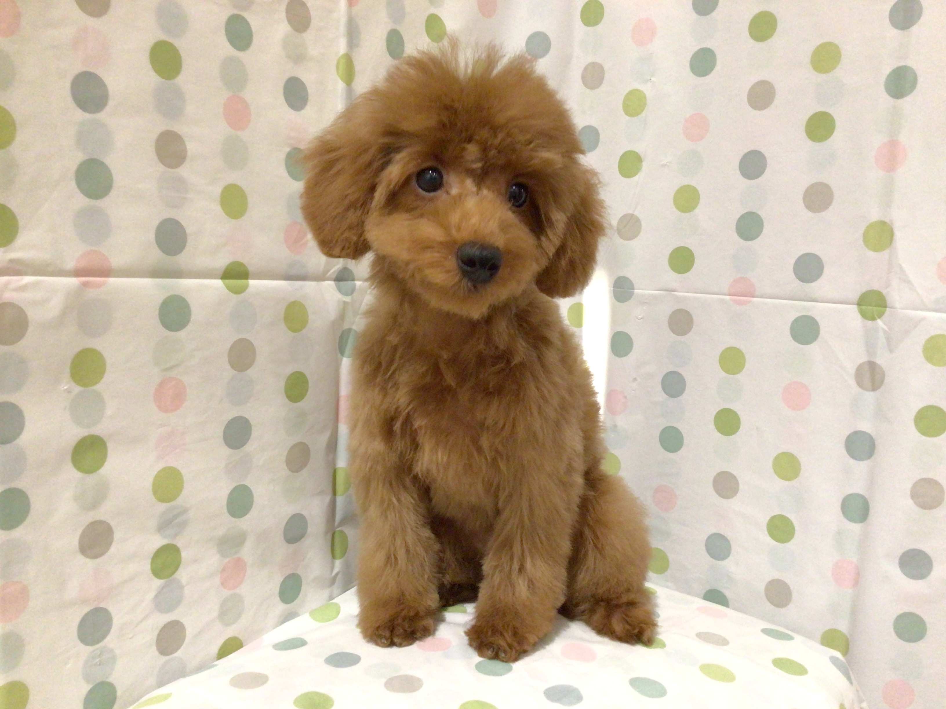 茨城県のトイプードル(トイ) (ペッツワン高萩店/2025年7月3日生まれ/女の子/レッド)の子犬の2枚目の画像