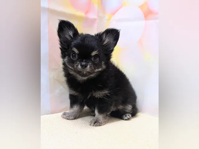 岡山県のチワワ(ロング) (ペッツワンFC津山店/2025年8月9日生まれ/男の子/ブラックタン)の子犬