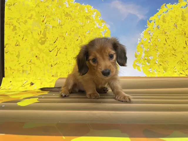 千葉県のカニンヘンダックスフンド(ロング) (ペッツワン木更津金田店/2025年8月16日生まれ/女の子/レッド)の子犬の1枚目の画像