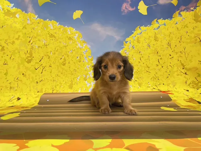 千葉県のカニンヘンダックスフンド(ロング) (ペッツワン木更津金田店/2025年8月16日生まれ/女の子/レッド)の子犬の3枚目の画像