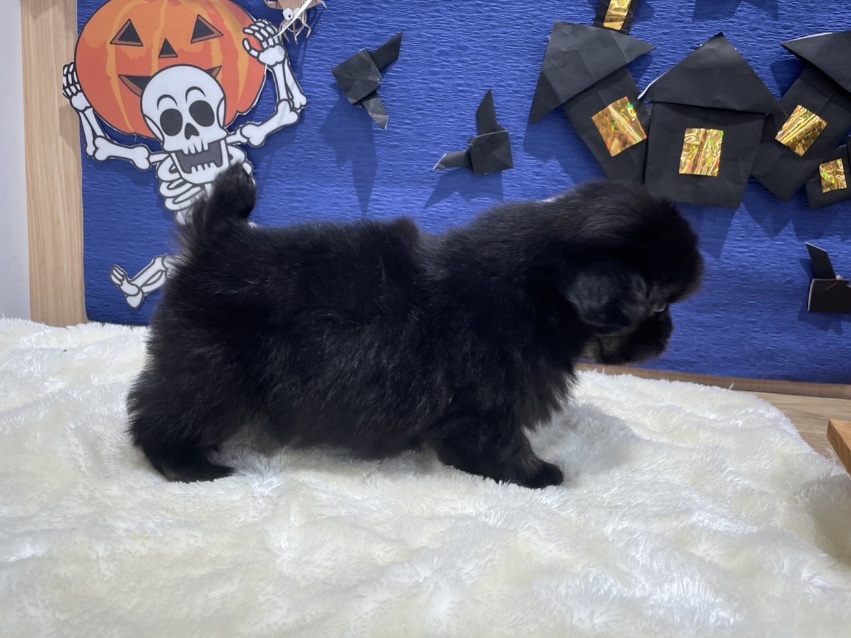 福島県のペキニーズ (ペッツワン会津若松店/2025年8月17日生まれ/男の子/ブラックタン)の子犬の3枚目の画像