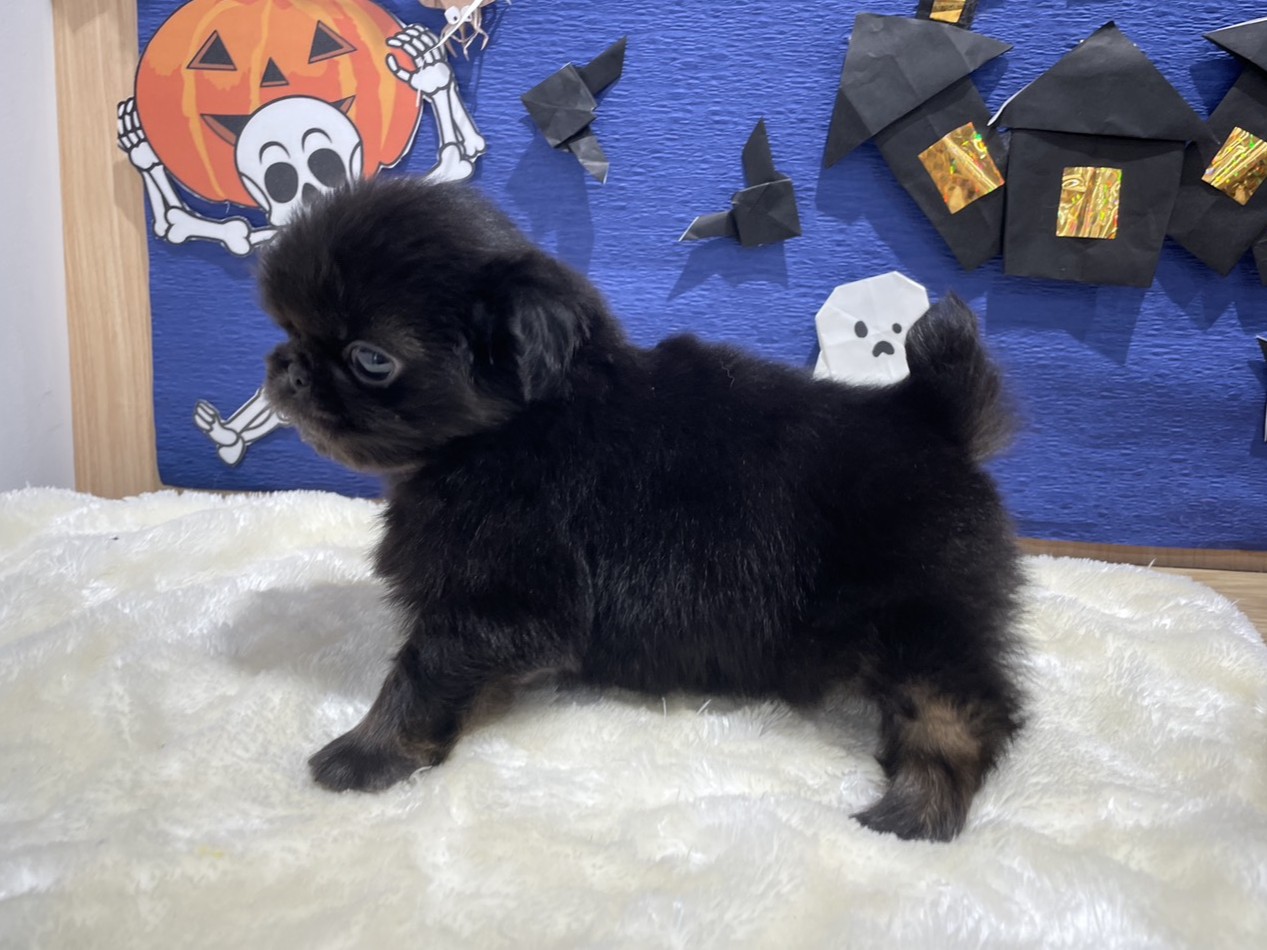 福島県のペキニーズ (ペッツワン会津若松店/2025年8月17日生まれ/男の子/ブラックタン)の子犬の2枚目の画像