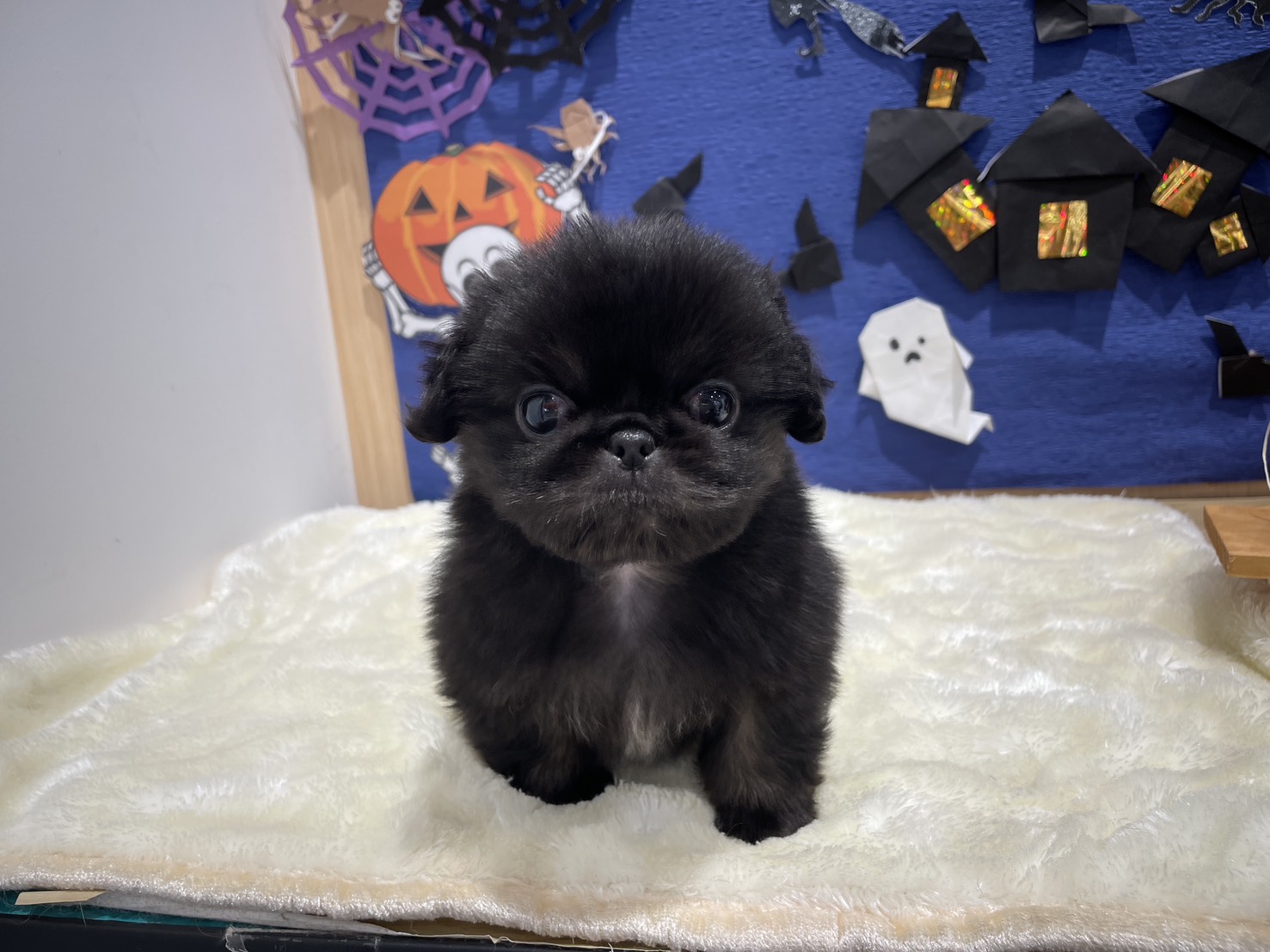 牛頭丸　ペキニーズ ペキニーズ【愛知県・男の子・2025年7月26日・フォーンブラックマスク